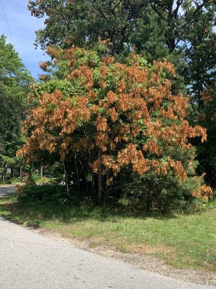 doof-cicada-tree.JPG