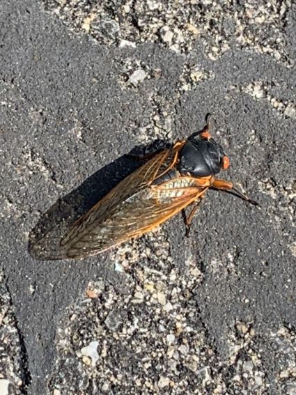 doof-cicada1.JPG