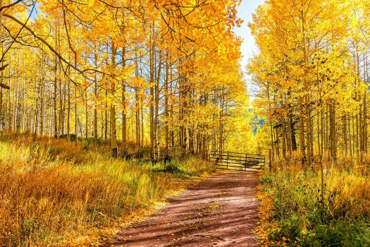 doof-golden-trees.jpg