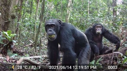 doof-in-the-wild-chimpanzee-1.jpg
