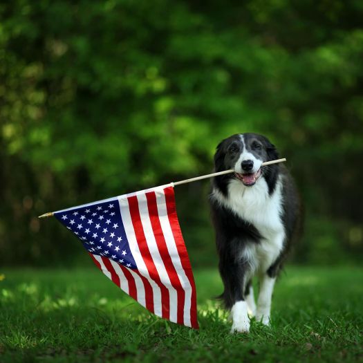 doof-labor-day-dog.jpg