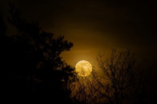 doof-moonlit-sky.jpg