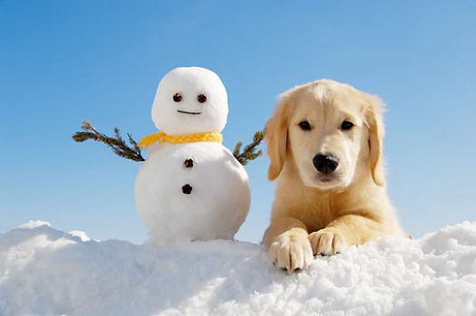 doof-puppy-snowman.jpg