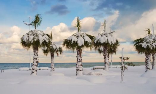 doof-snow-covered-palm-trees-beach.jpg