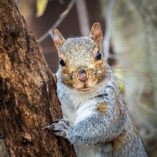 doof-squirrel-070926.jpg
