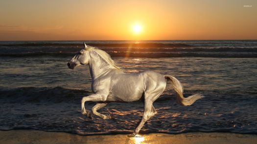 doof-white-horse-running-on-the-beach.jpg