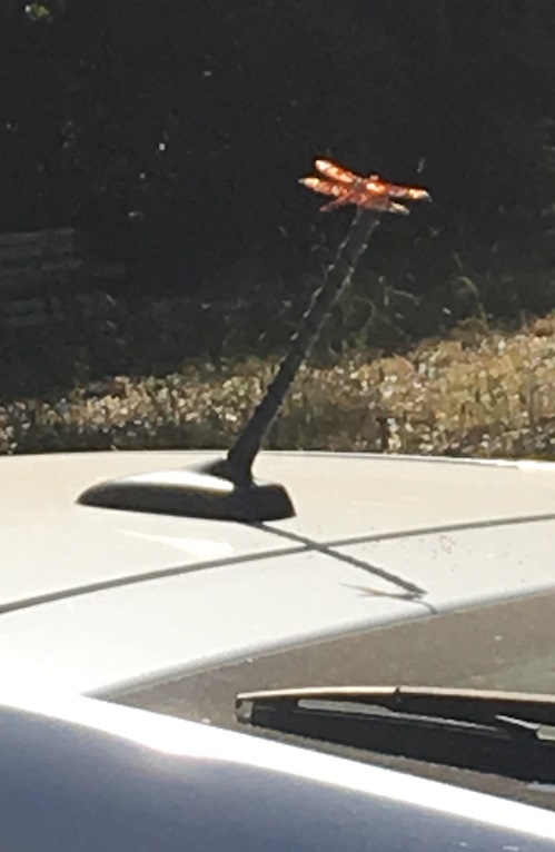 dragnnfly.JPG