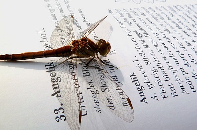 dragonfly-on-book.jpg