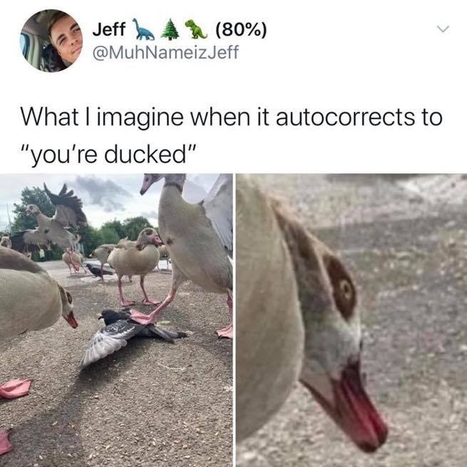 ducked.jpg