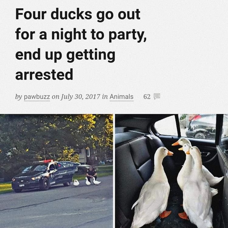 ducksarrested.jpg