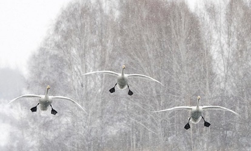 ducksquadron.jpg