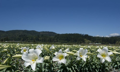 easter-lily-fields.jpg