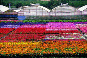 edible-flowers.gif