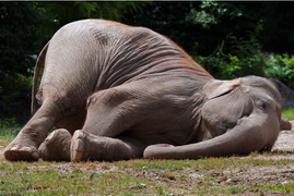 elephant-sleep.jpg