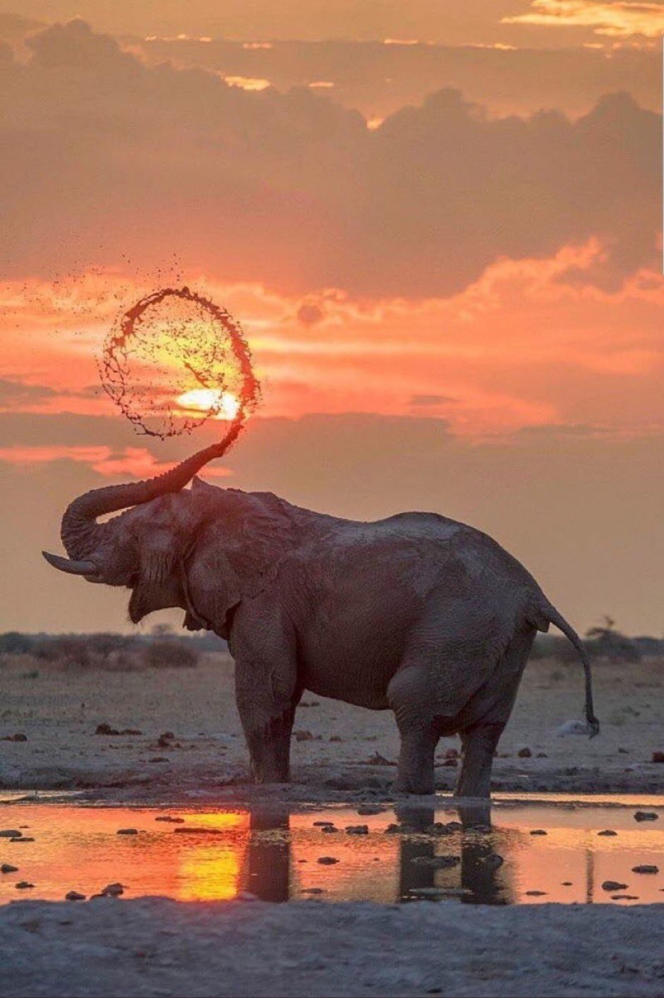 elephantatsunset.jpg