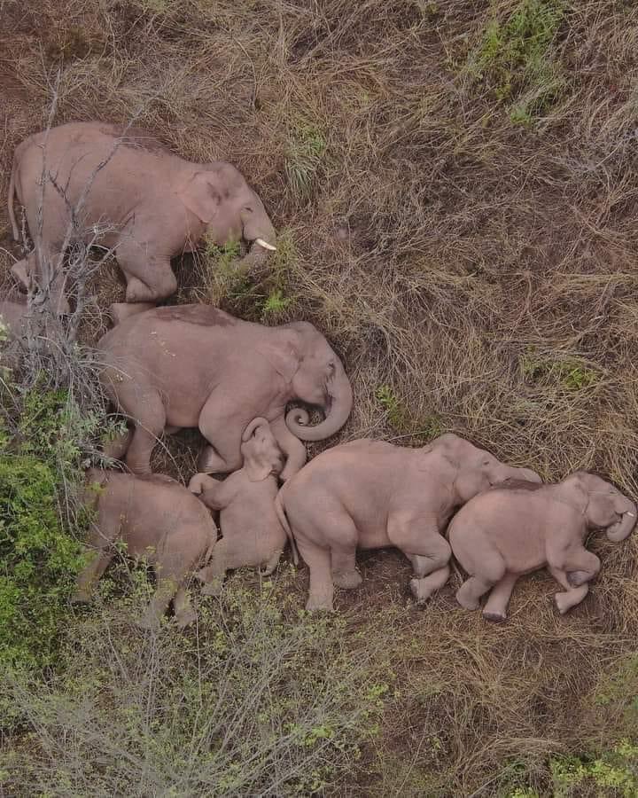 elephantssleeping.jpg