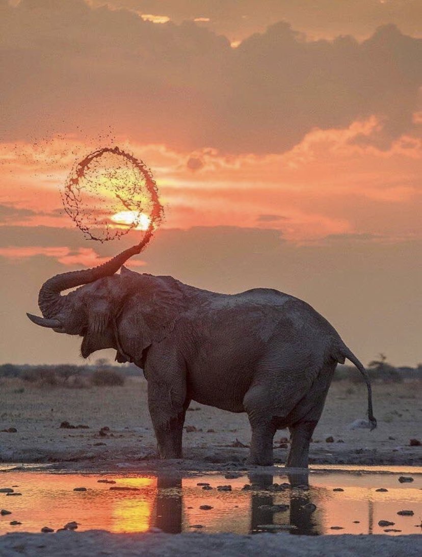 elephantsunset.jpg
