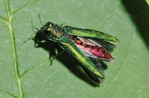 emerald-ash-bore.jpg