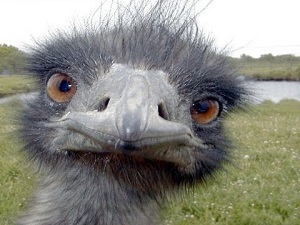 emu.jpg