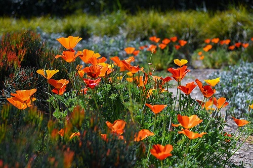 eschscholzia-californica-california-poppies-garden-april_0.jpg