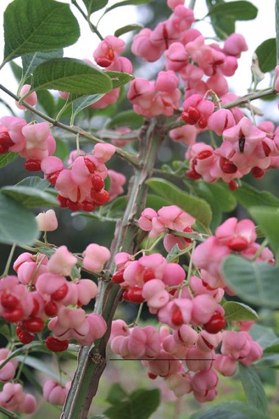 euonymus-phellomanus.jpg