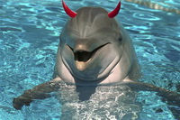 evil-dolphins.jpg