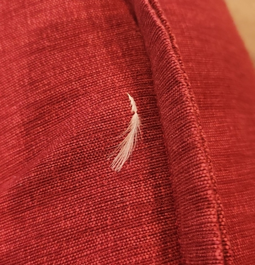 featherpoke26.jpg