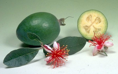 feijoa-what-to-pollinate-with-4442.jpeg