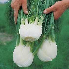 fennel-bulbs.jpg