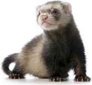 ferret38index.jpg