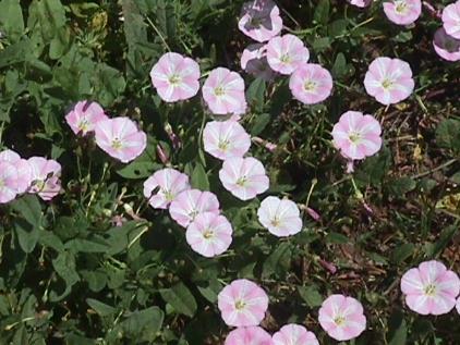 fieldbindweed.jpg