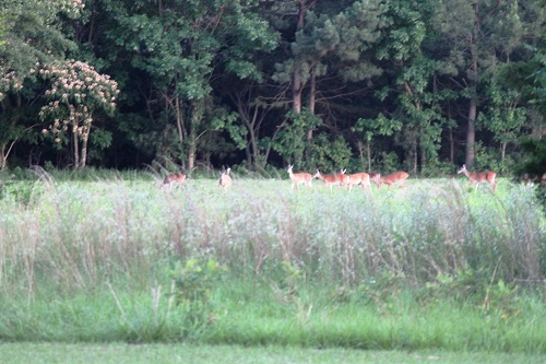 fieldofdeer22jun.JPG