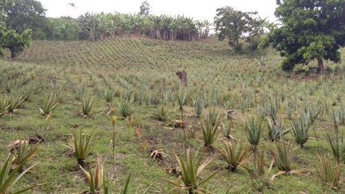 finca-aloevera.jpg