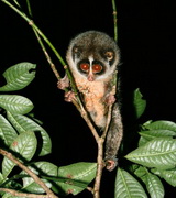 first-pictures-ever-horton-plains-slender-loris_23487_600x450.jpg