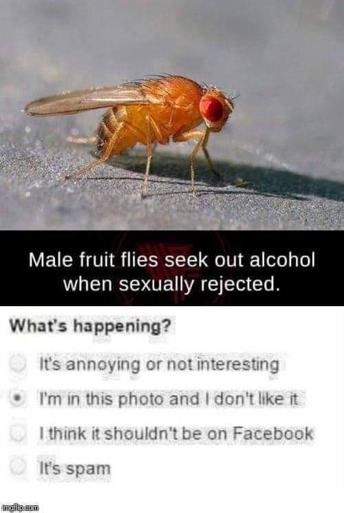 flies.jpg