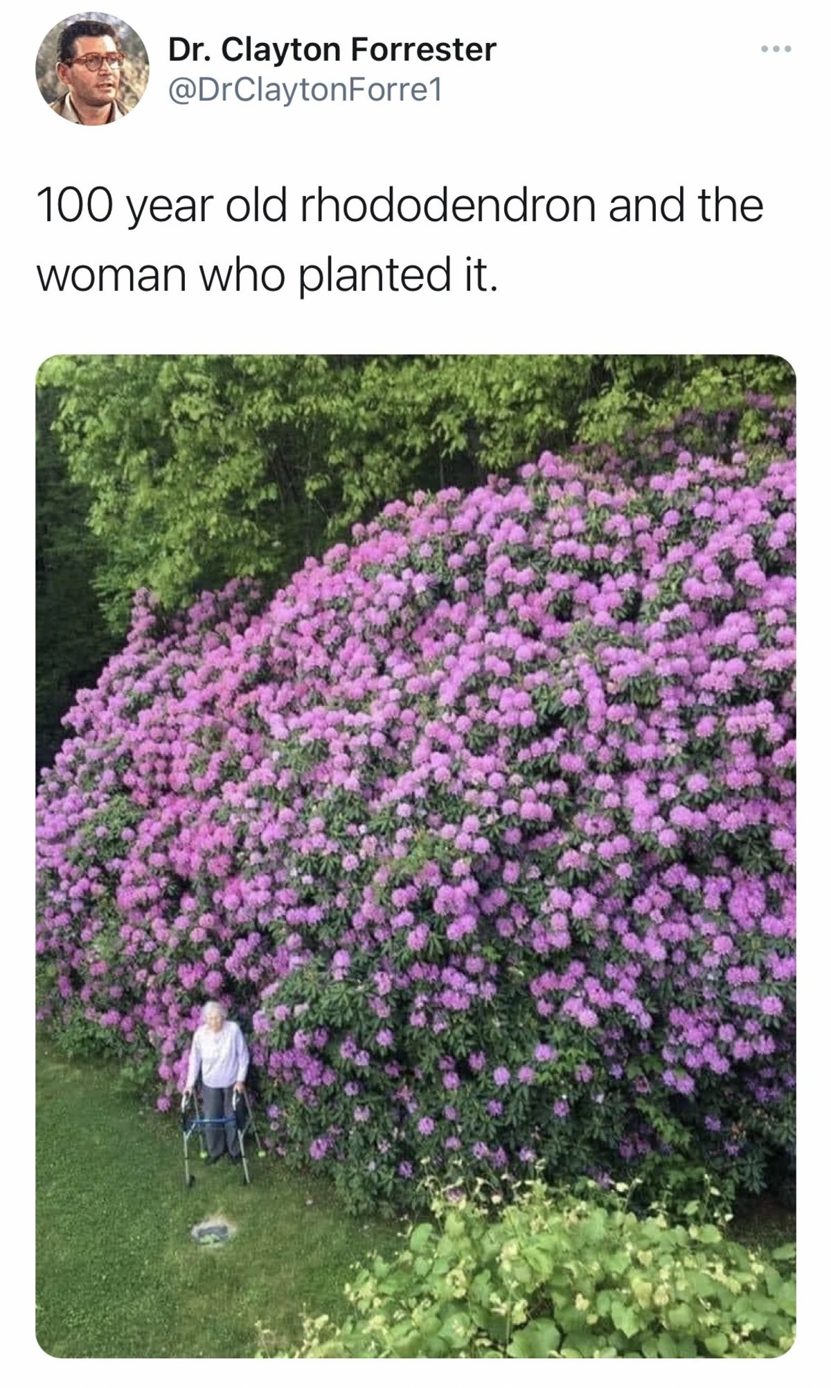 flowers.jpg