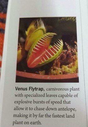 flytrap.jpg