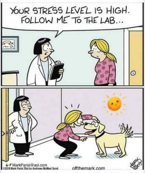 followlabdog.png