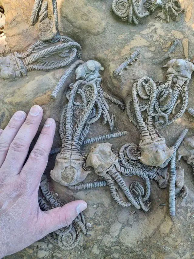 fossilizedcreatures.jpg