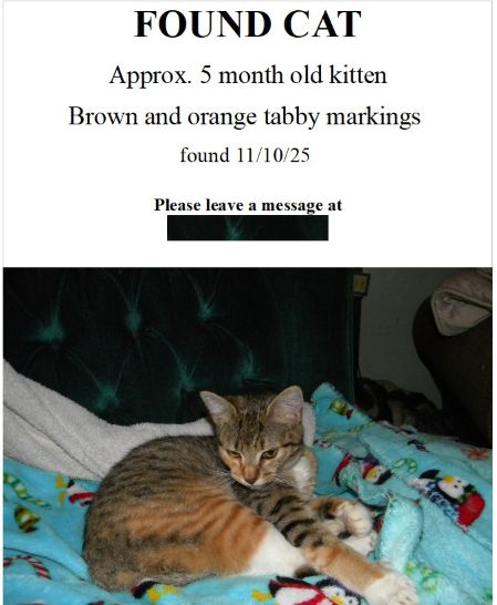 foundcat2.jpg