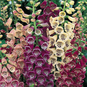 foxglove-excelsior-hybrids.jpeg