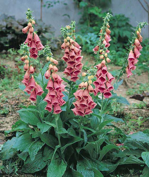 foxglove-strawberry.jpeg