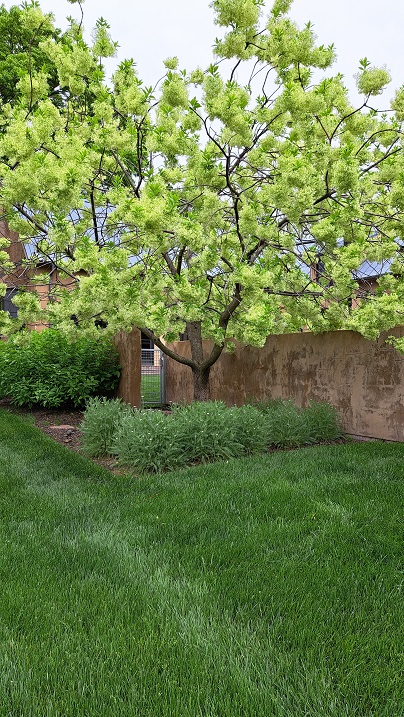 fringetree.jpg