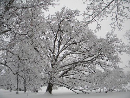 frosty_trees_in_winter_wonderland_helsinki_6.jpg
