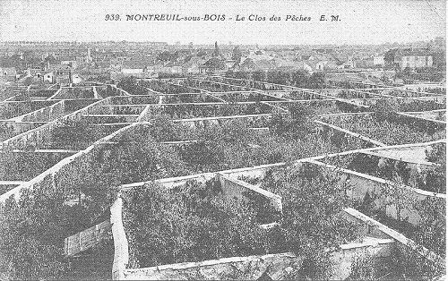 fruit-walls-montreuil.png