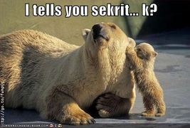 funny-pictures-bear-secrets.jpg