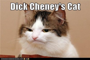 funny-pictures-dick-cheneys-cat.jpg