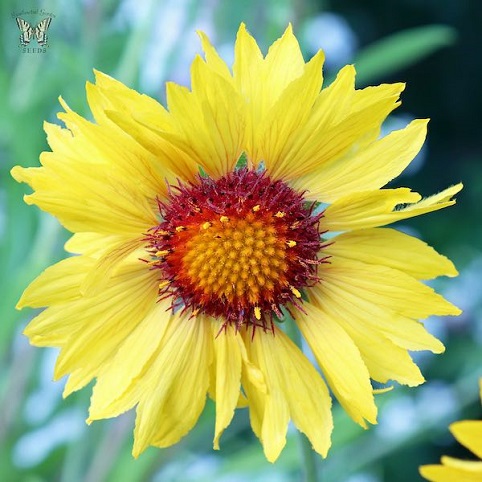 gaillardia-amber.jpg