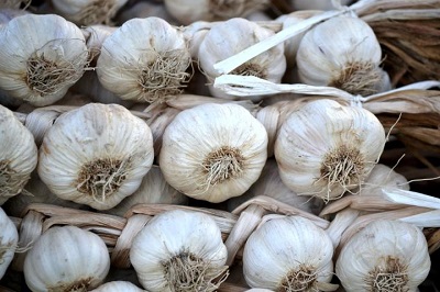 garlic-14.jpg