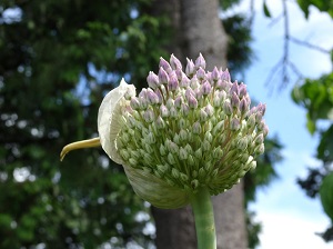 garlic-blossoms-1.jpg